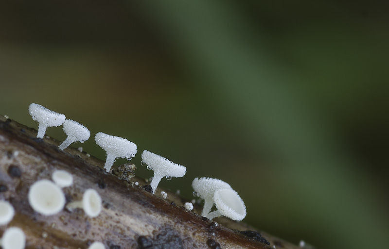 Lachnum nudipes